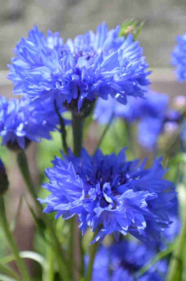 BritishFlowerWeek/Cornflower5.jpg