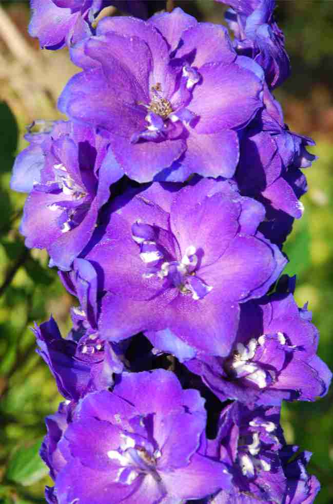 BritishFlowerWeek/Delphinium1.jpg