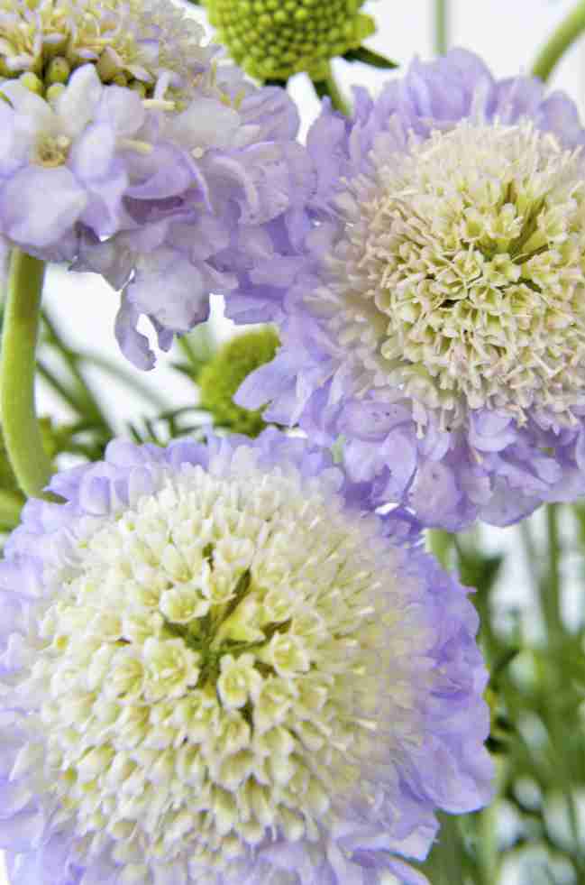 BritishFlowerWeek/Scabious1.jpg