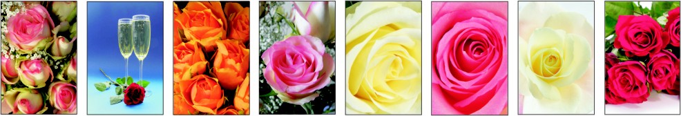 Rose8.jpg